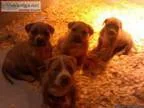 American Bully Pups For Sale Gotti Edge