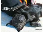 Adopt Dodger a Labrador Retriever Chow Chow