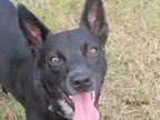 Adopt FERA a Australian Cattle Dog (Blue Heeler) Schipperke