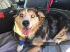 Adopt Sugar a Australian Shepherd Border Collie
