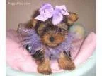 Teacup Hope