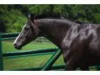 Adopt Romeo a Quarterhorse