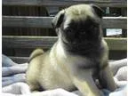 Health guaranteed Pug puppies for sweet families