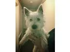 Adopt Chief a White Westie West Highland White Terrier  Mixed do