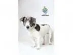 Adopt Jenessa a Basset Hound Beagle Mixed dog in Knoxville TN