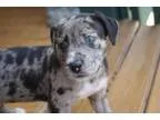 Adopt LACHLAN a Catahoula Leopard Dog