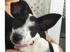 Adopt Maisy a Jack Russell Terrier Terrier
