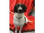 Adopt Maverick a Pointer German Shepherd Dog