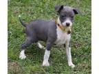 Prudent Italian Greyhound Pups