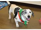 Adopt Gracie a White - with Black Dachshund  Beagle  Mixed dog i