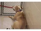 Adopt Pen 115 a Pit Bull Terrier