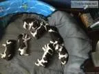 AKC Springer Spaniel Pups forsale