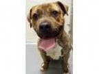 Adopt ADOPTED Rebel (Plainfield) a American Staffordshire Terrie