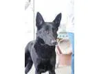 Adopt Maximus a German Shepherd Dog