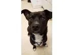 Adopt Polo a Terrier