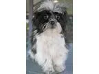 Adopt Ethan a Black - with White Shih Tzu  Japanese Chin  Mixed 