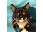 Adopt Hank a Domestic Short Hair-black and white