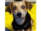 Adopt Dakota a BrownChocolate - with Black Terrier (Unknown Type