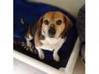 Adopt Ben--Adopted a Beagle