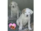 Adopt Tim Mcgraw a Great Pyrenees Boxer