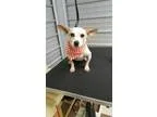 Adopt Tucker a Jack Russell Terrier