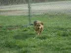 Adopt Duchess a German Shepherd Dog Mixed dog in Warsaw IN (