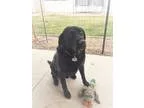 Adopt Briggs a Black Labrador Retriever  Mixed dog in Salt Lake 