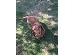 Adopt Daisy May &quotaka Sister&quot a RedGoldenOrangeCh estnut 