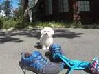 Wonderful MF Bichon Frise Pups 500