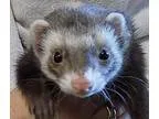 Adopt Odin a Ferret