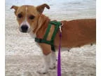 Adopt Curry a Welsh Corgi Basset Hound