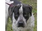 Adopt Alex a Cattle Dog Hound