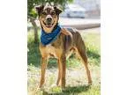 Adopt JEHTRO a BrownChocolate - with White Shepherd (Unknown Typ