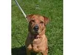 Adopt Milan a Shar Pei  Dachshund  Mixed dog in Delaware OH (153
