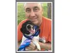 Adopt Maddy a Jack Russell Terrier