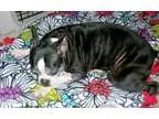 Adopt Sunshine Gay a Boston Terrier