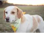 Adopt Bonnie a Hound
