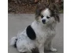 Looking for small dog to spoil - Price: Free