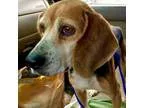 Adopt Kelly a Beagle