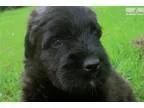 Jax - Large Black AKC Bouvier Puppy