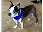 Adopt Buster Palm a Boston Terrier