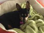 Adopt Audrey - ON TRIAL ADOPTION a Miniature Pinscher