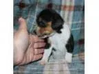 Bouyant Beagle puppies for sale.