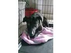 Adopt Shadow a Dachshund Corgi