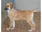 Adopt Riddle a RedGoldenOrangeCh estnut Shepherd (Unknown Type) 