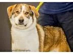 Adopt Sarge a Australian Shepherd