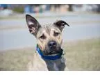 Adopt M&Atilde&copyo a TanYellowFawn - with Black German Shepher