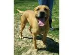 Adopt Gumdrop a Pit Bull Terrier
