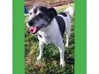 Adopt Max a Jack Russell Terrier