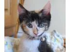 Adopt Daphane-ADOPTED a Calico